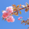 速成日语软件 速成日语软件