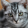 bobcat宠物 bobcat宠物