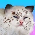 Cat Cat