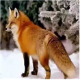 奔狐影视 奔狐影视