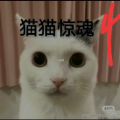 猫咪惊魂4动态狗头版 猫咪惊魂4动态狗头版