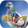 赛鸽大亨手游 赛鸽大亨手游