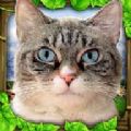 模拟流浪猫中文版 模拟流浪猫中文版