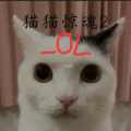 猫猫惊魂2OL游戏 猫猫惊魂2OL游戏