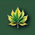 罗卜麻叶 罗卜麻叶