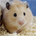 老鼠仓V5 老鼠仓V5