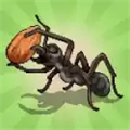 Pocket Ants Pocket Ants
