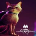 stray游戏steam stray游戏steam
