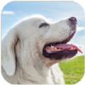 塔特拉牧羊犬模拟器游戏 塔特拉牧羊犬模拟器游戏
