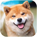 秋田犬模拟器 秋田犬模拟器