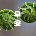 成友早安 成友早安