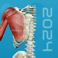 3D肌肉解剖软件 3D肌肉解剖软件