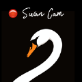 Swan Swan