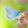问花app 问花app