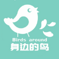 身边的鸟 身边的鸟