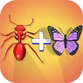 Insect Insect